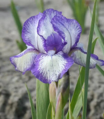 Kosatec nízký Petit Polka - Iris pumila - hlízy - 1 ks