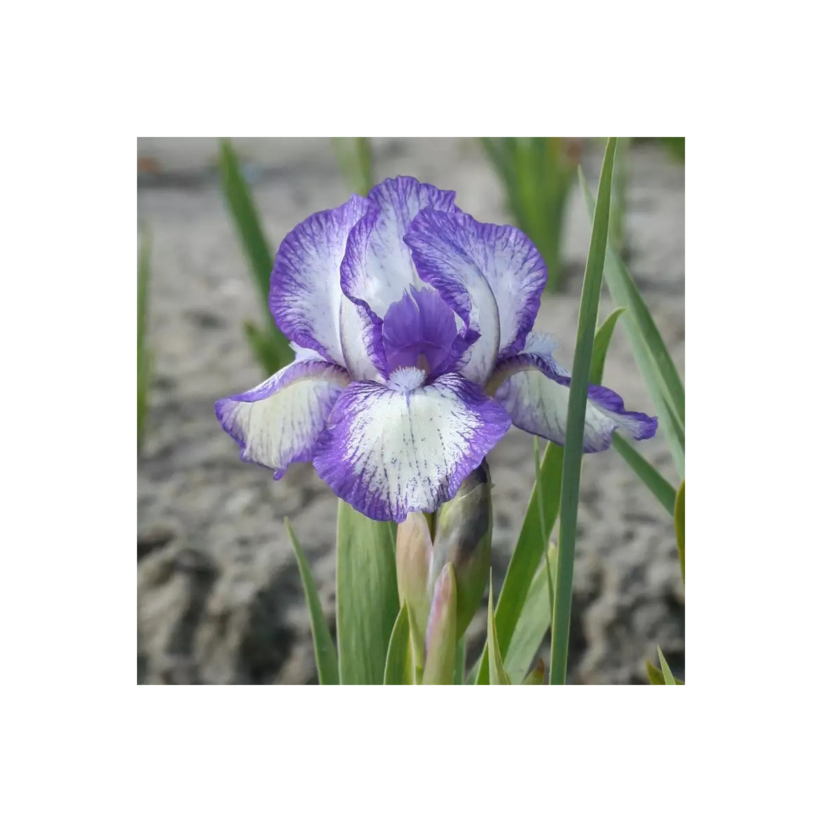 Kosatec nízký Petit Polka - Iris pumila - hlízy - 1 ks