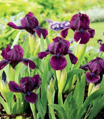 Kosatec nízký Cherry Garden - Iris pumila - hlízy - 1 ks