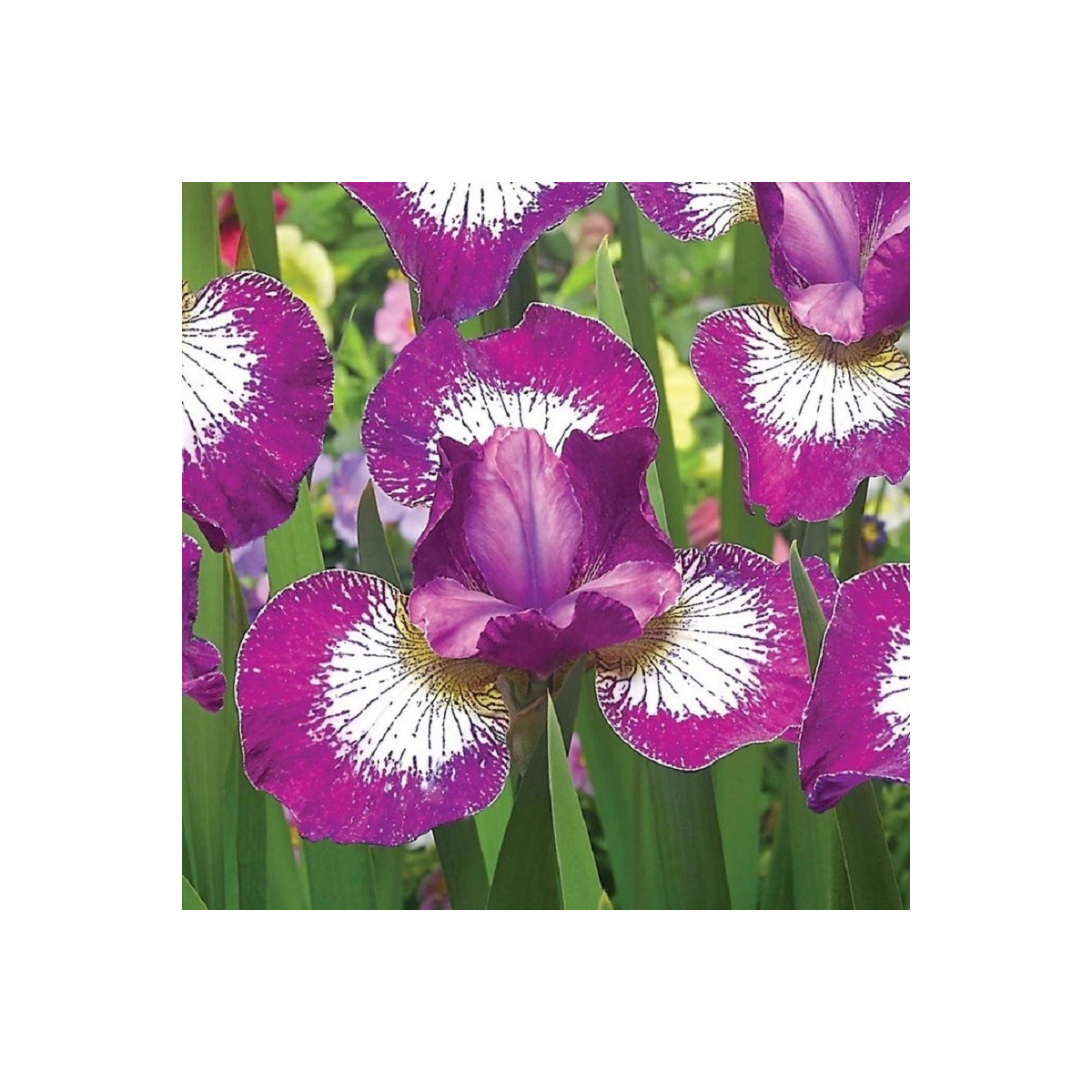 Kosatec sibiřský Currier - Iris sibirica - hlízy - 1 ks