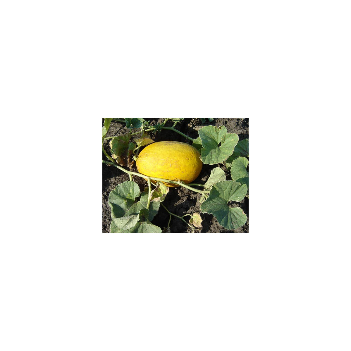 Meloun cukrový - Cucumis melo - semena- 5 ks