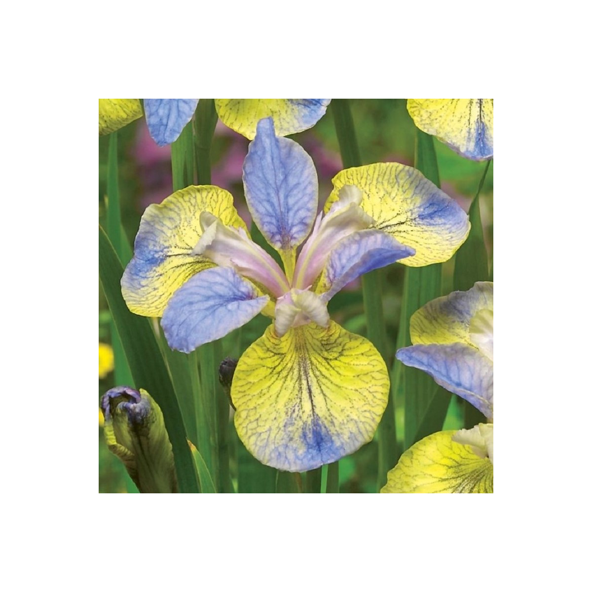 Kosatec sibiřský Tipped in Blue - Iris sibirica - hlízy - 1 ks