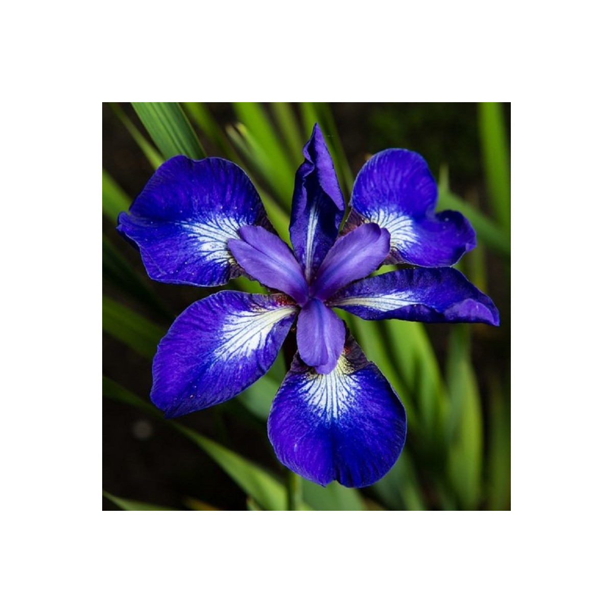 Kosatec sibiřský See Star - Iris sibirica - hlízy - 1 ks