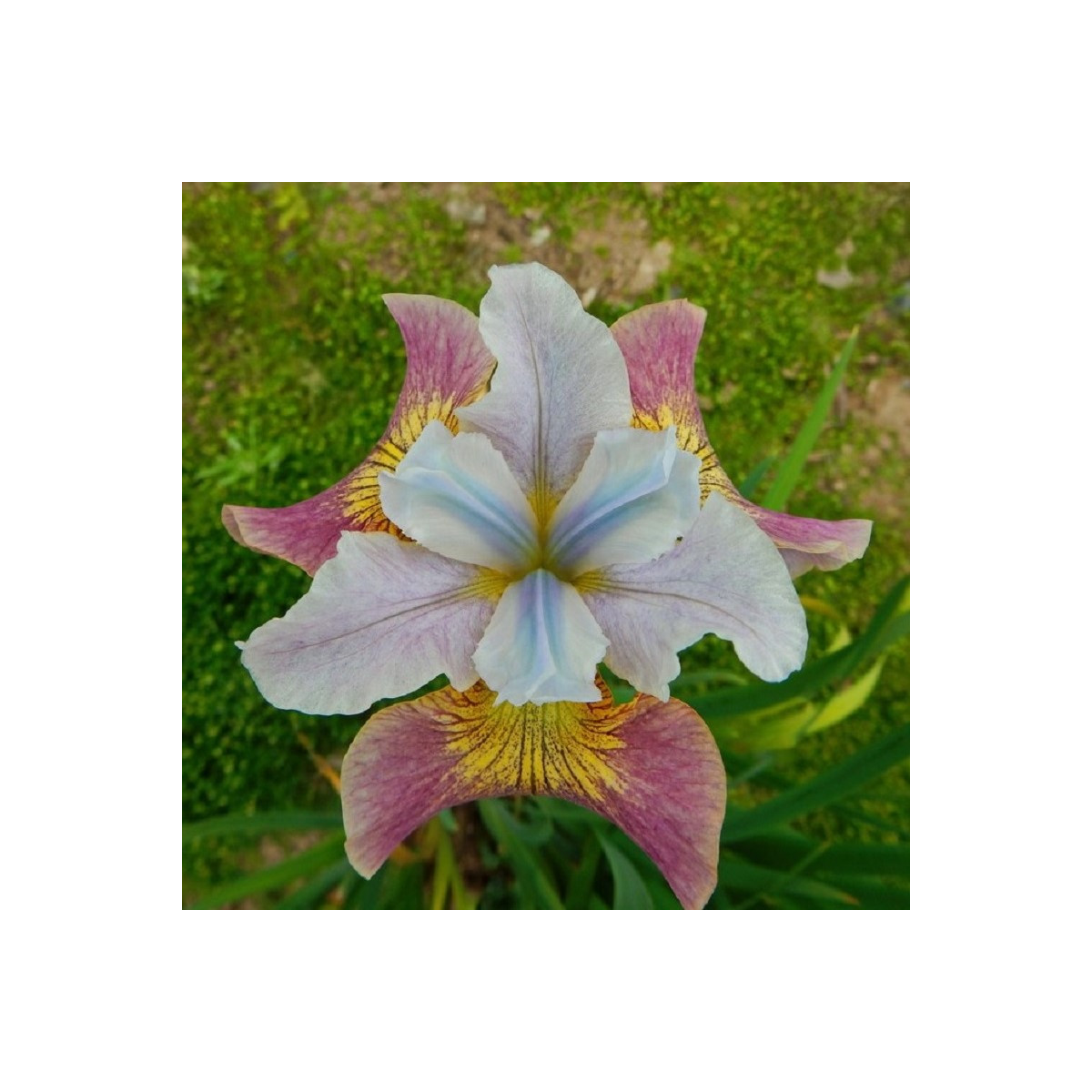 Kosatec sibiřský Sugar Rush - Iris sibirica - hlízy - 1 ks