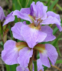 Kosatec sibiřský Kita-No-Seiza - Iris sibirica - hlízy - 1 ks