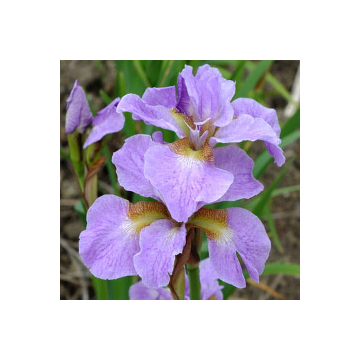 Kosatec sibiřský Kita-No-Seiza - Iris sibirica - hlízy - 1 ks