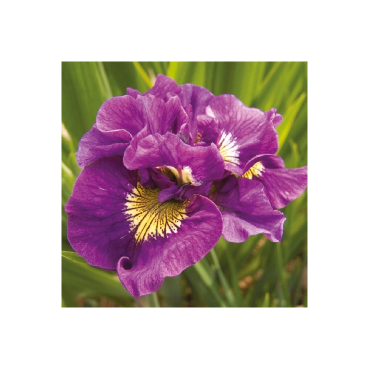 Kosatec sibiřský Double Standard - Iris sibirica - hlízy - 1 ks