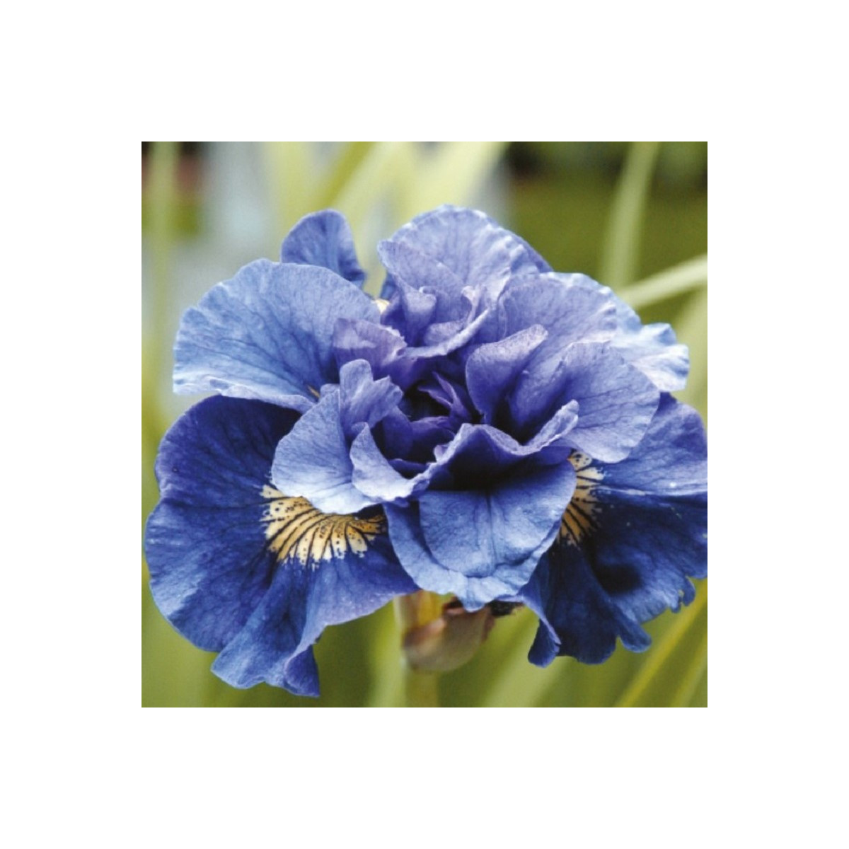 Kosatec sibiřský Concord Crush - Iris sibirica - hlízy - 1 ks