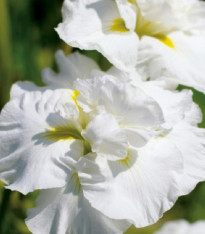 Kosatec sibiřský Double Play - Iris sibirica - hlízy - 1 ks