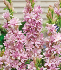 Tuberóza plnokvětá Pink Sapphire - Polianthes tuberosa - cibuloviny - 1 ks