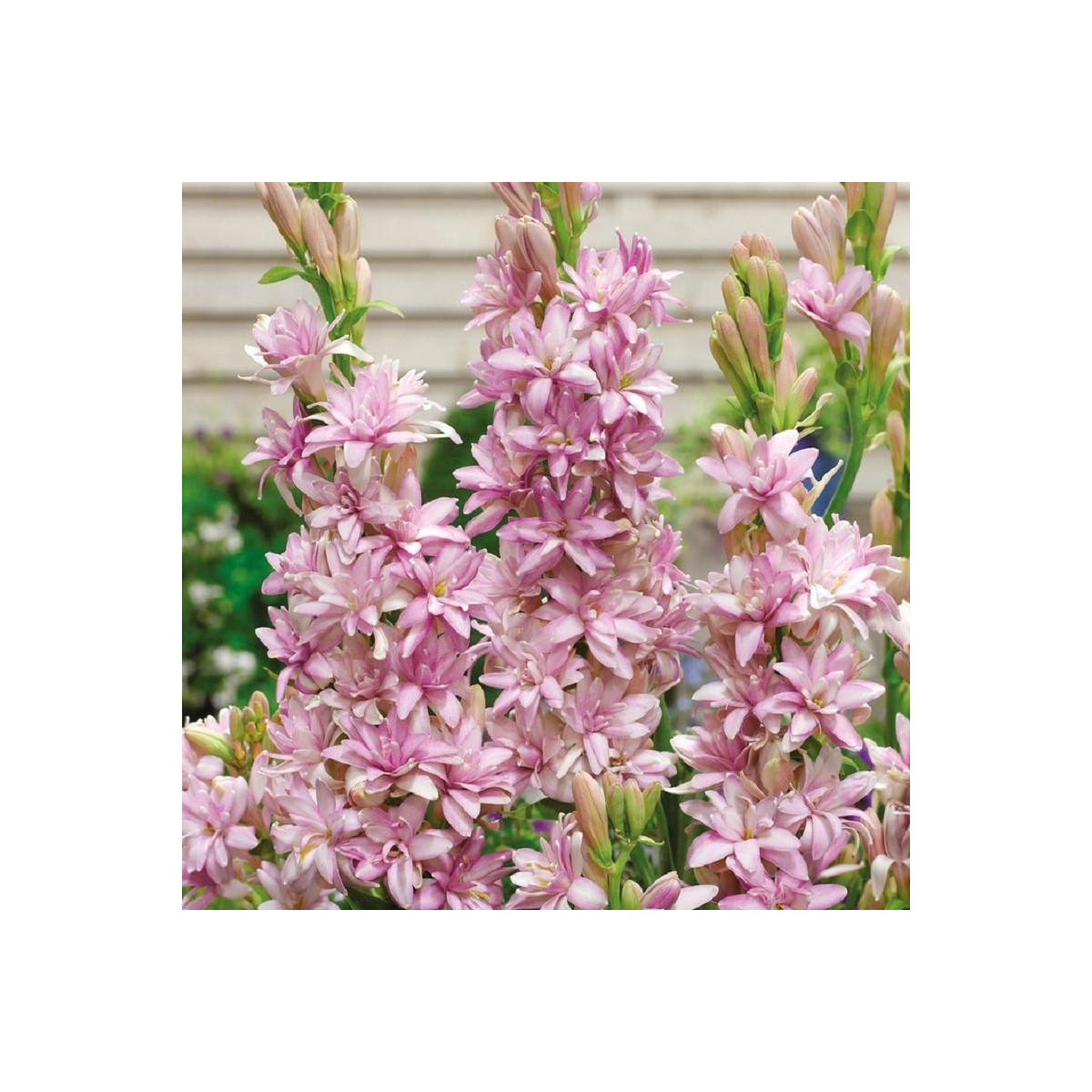 Tuberóza plnokvětá Pink Sapphire - Polianthes tuberosa - cibuloviny - 1 ks