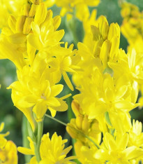 Tuberóza Super Gold - Polianthes tuberosa - cibuloviny - 1 ks