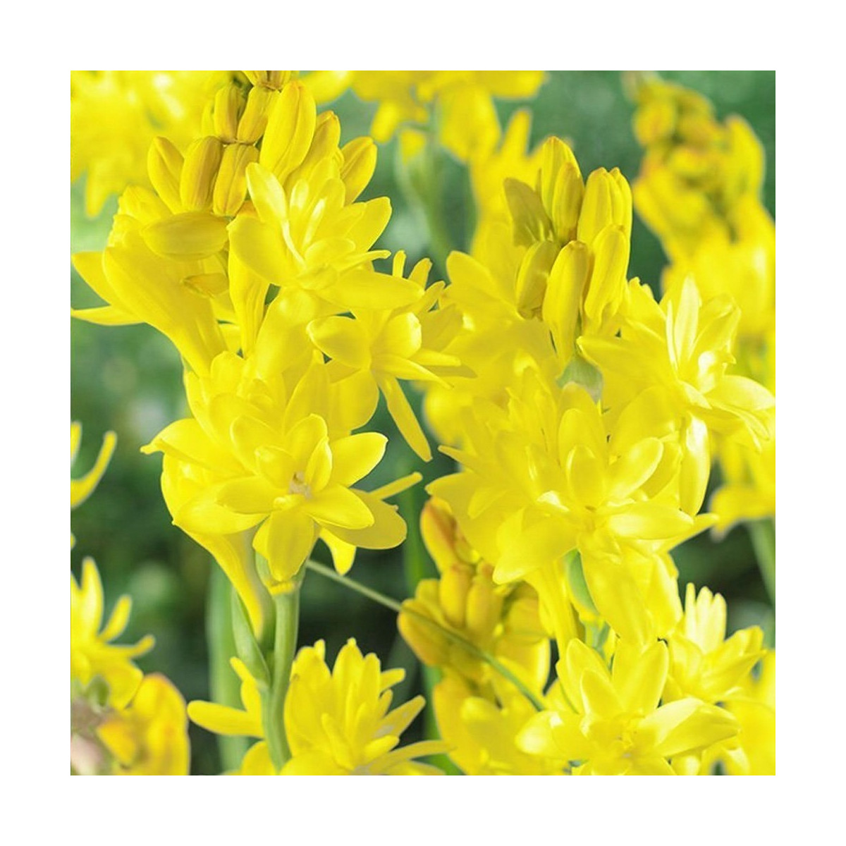 Tuberóza Super Gold - Polianthes tuberosa - cibuloviny - 1 ks