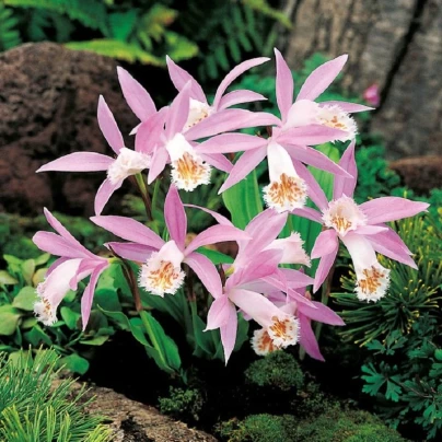 Plejonka - Pleione formosana - cibuloviny - 1 ks
