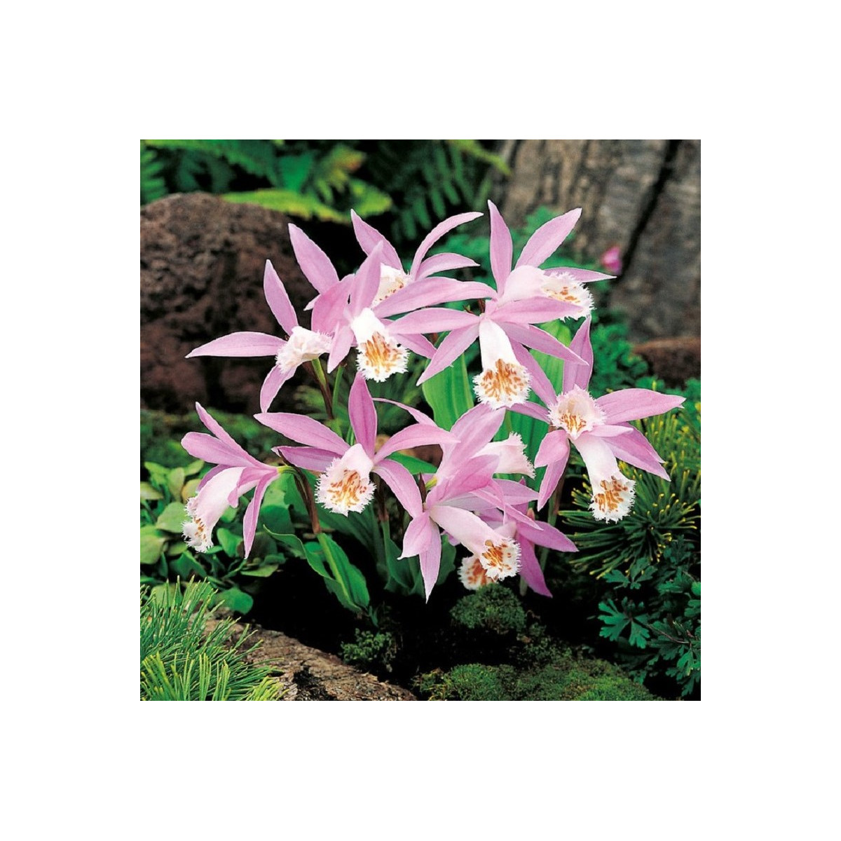 Plejonka - Pleione formosana - cibuloviny - 1 ks