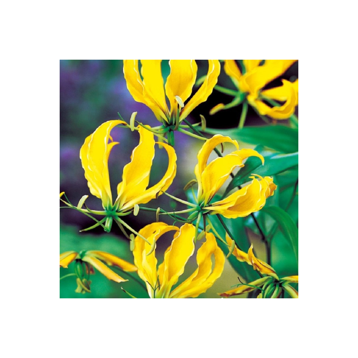 Glorióza Lutea - Gloriosa - cibuloviny - 1 ks