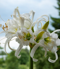 Peruánský narcis Festalis - Ismena - cibuloviny - 1 ks