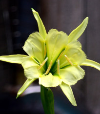 Peruánský narcis Sulphur Queen - Ismena - cibuloviny - 1 ks