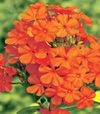 Plaménka oranžová - Phlox - prostokořenné sazenice - 1 ks