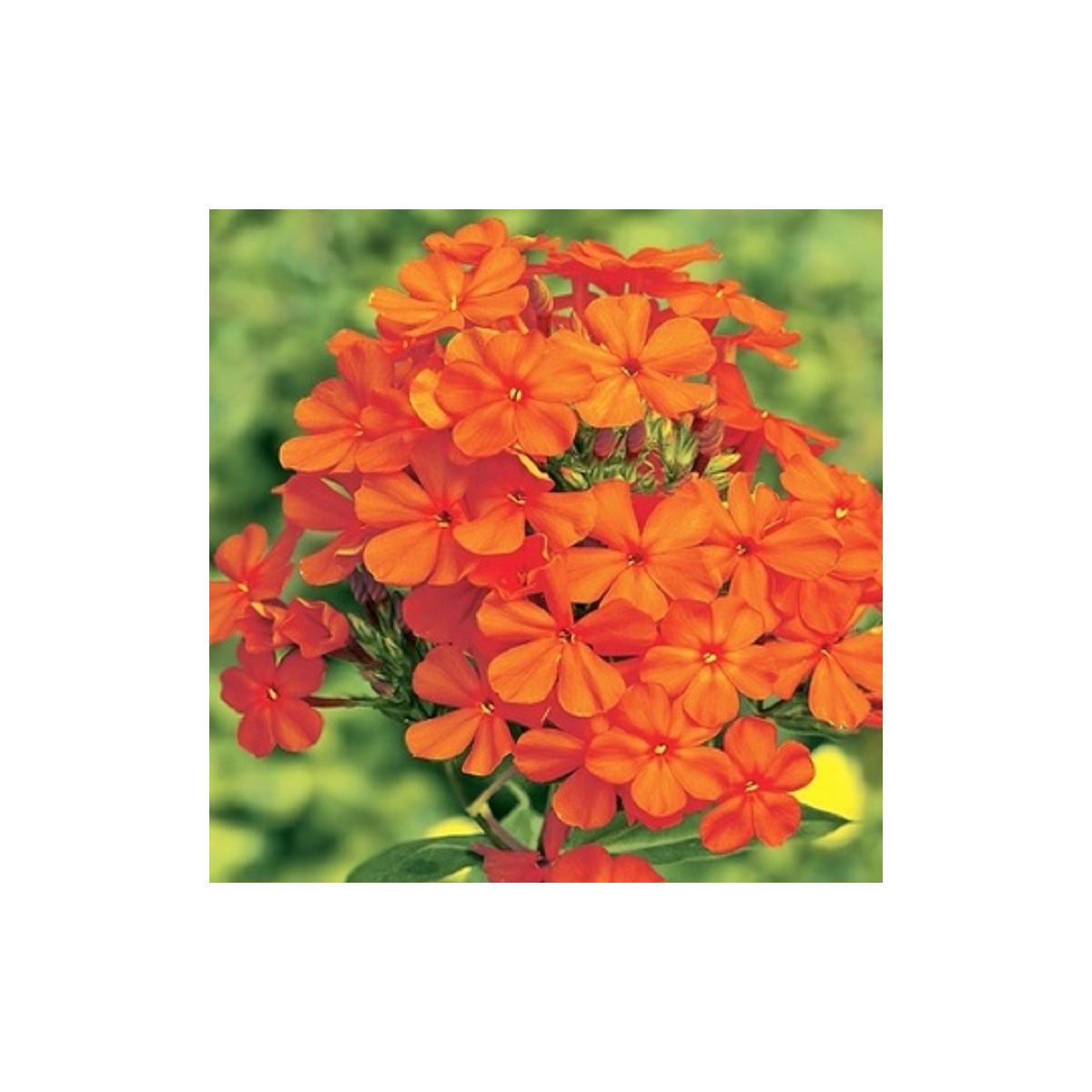 Plaménka oranžová - Phlox - prostokořenné sazenice - 1 ks