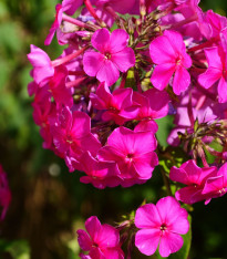 Plaménka růžová - Phlox - prostokořenné sazenice - 1 ks
