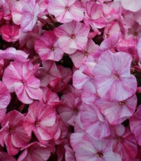 Plaménka Freckle Red Shades - Phlox - prostokořenné sazenice - 1 ks