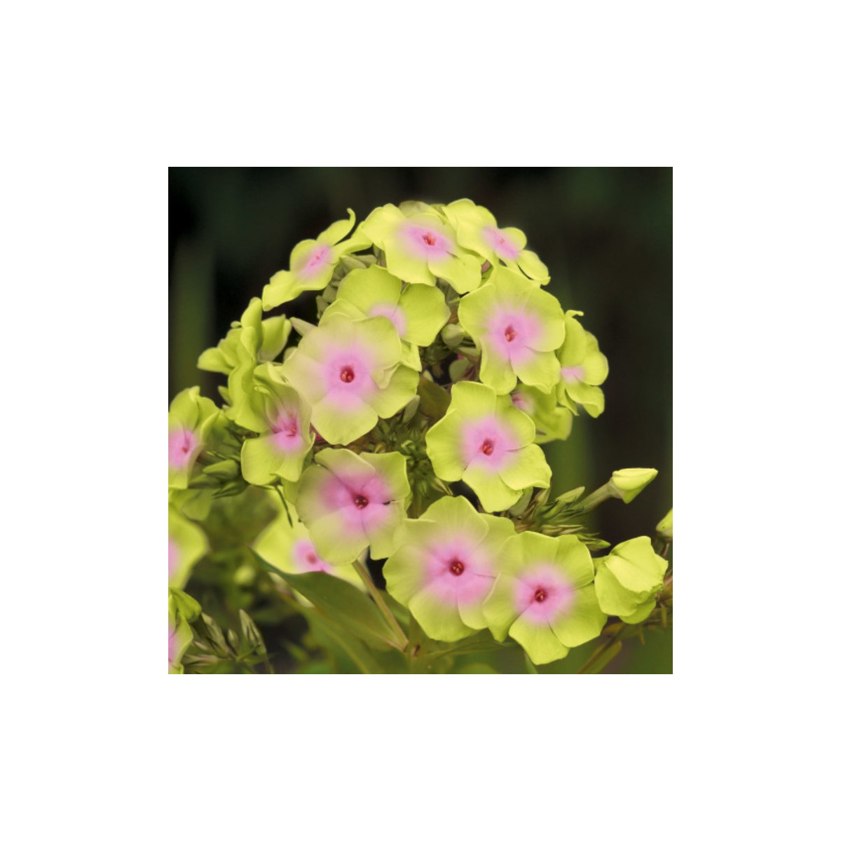 Plaménka Sherbet Blend - Phlox - prostokořenné sazenice - 1 ks