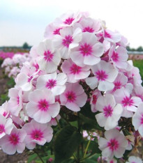 Plaménka Graf Zeppelin - Phlox - prostokořenné sazenice - 1 ks