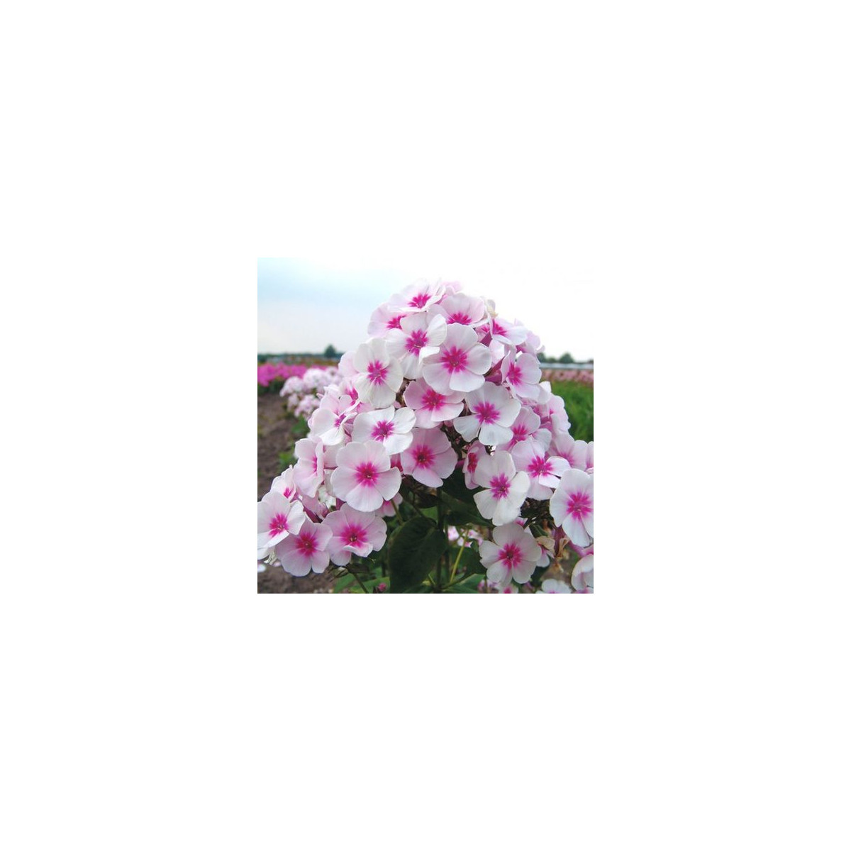 Plaménka Graf Zeppelin - Phlox - prostokořenné sazenice - 1 ks