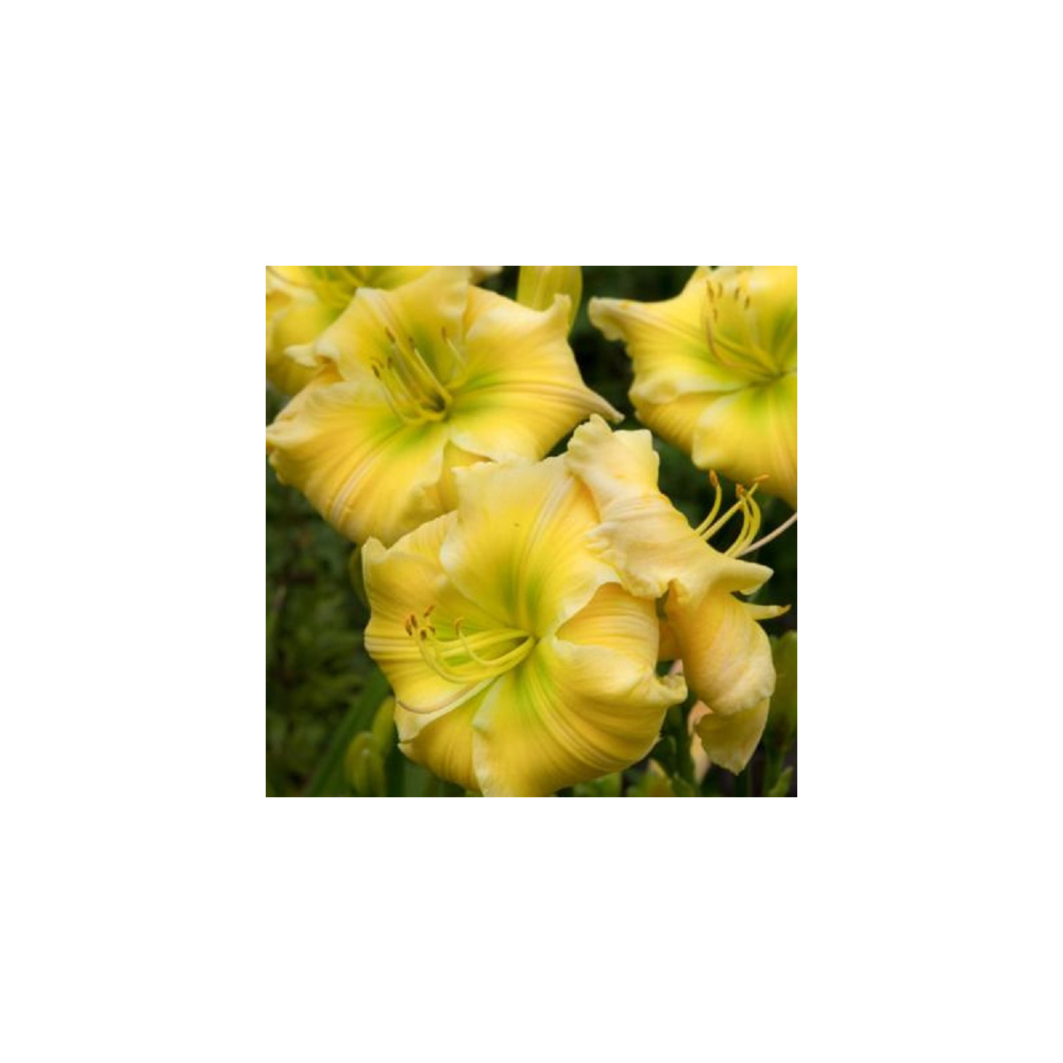 Denivka Tequila and Lime - Hemerocallis - cibuloviny - 1 ks