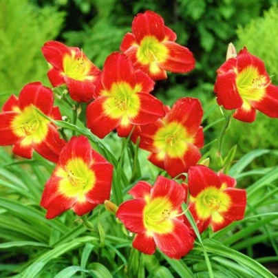 Denivka Longsfield Red Baron - Hemerocallis - cibuloviny - 1 ks