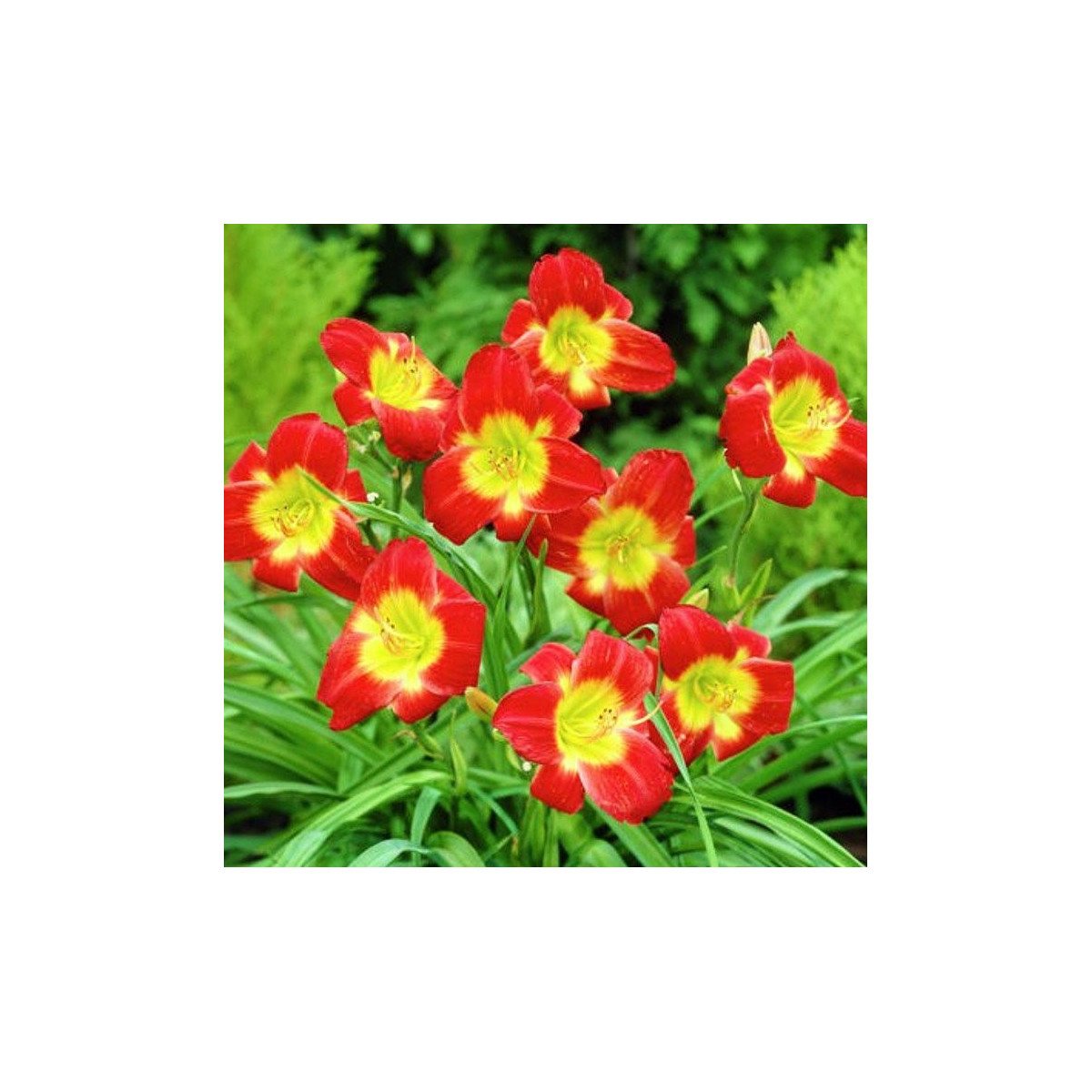 Denivka Longsfield Red Baron - Hemerocallis - cibuloviny - 1 ks