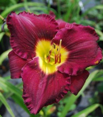 Denivka Catcher in the Eye - Hemerocallis - cibuloviny - 1 ks