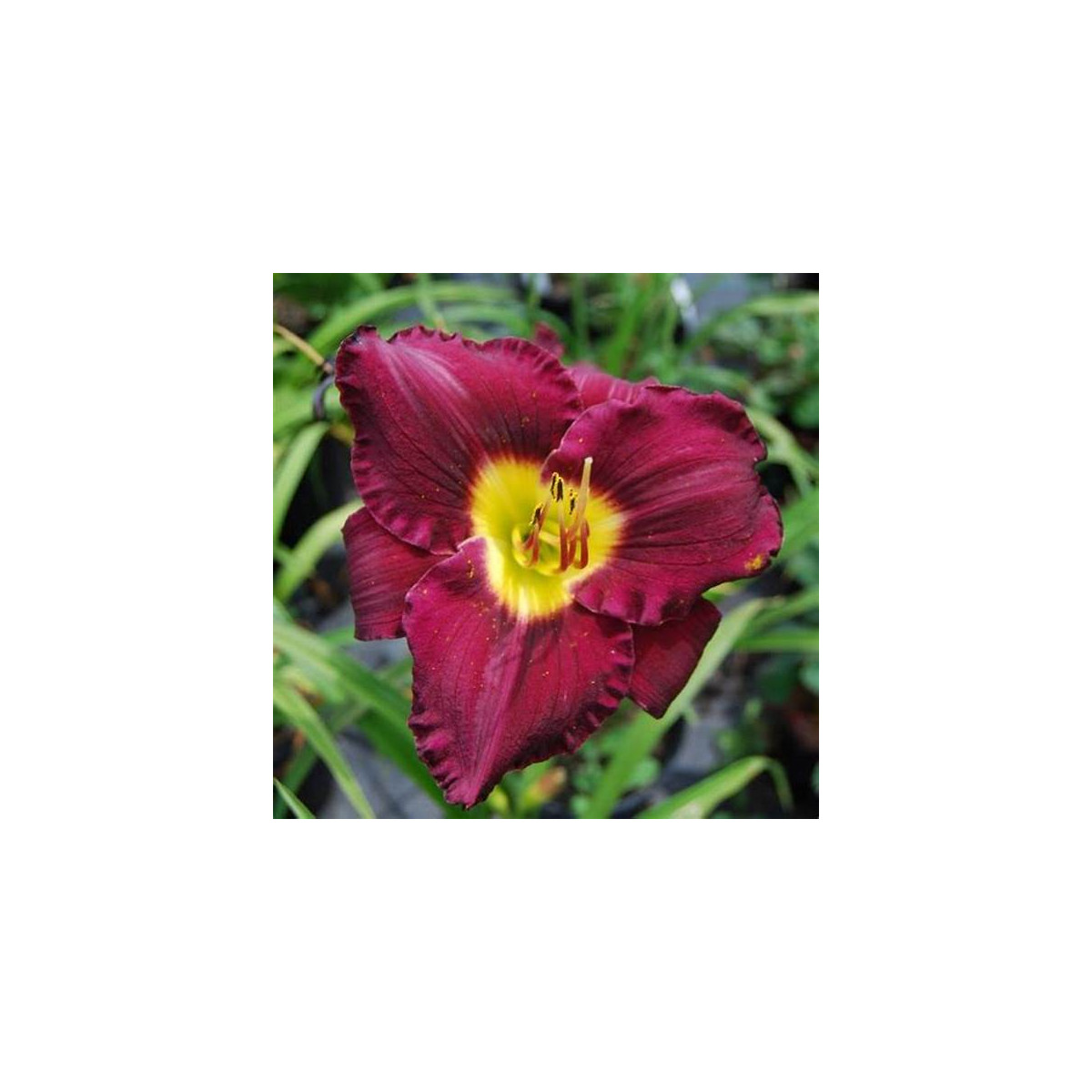 Denivka Catcher in the Eye - Hemerocallis - cibuloviny - 1 ks