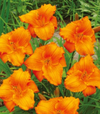 Denivka Tiger Blood - Hemerocallis - cibuloviny - 1 ks