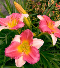 Denivka Final Touch - Hemerocallis - cibuloviny - 1 ks