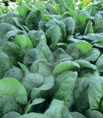 Špenát setý Sacramento F1 - Spinacia oleracea - semena - 200 ks