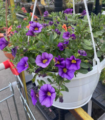 Minipetúnie Kabloom Denim - Milionbells - Calibrachoa - semena - 6 ks