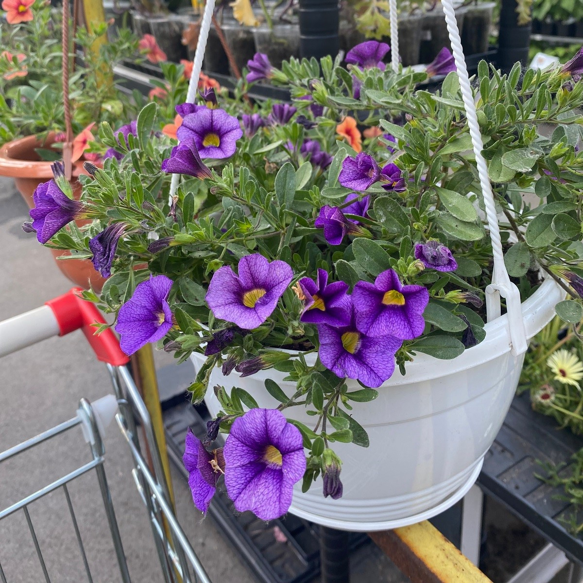 Minipetúnie Kabloom Denim - Milionbells - Calibrachoa - semena - 6 ks