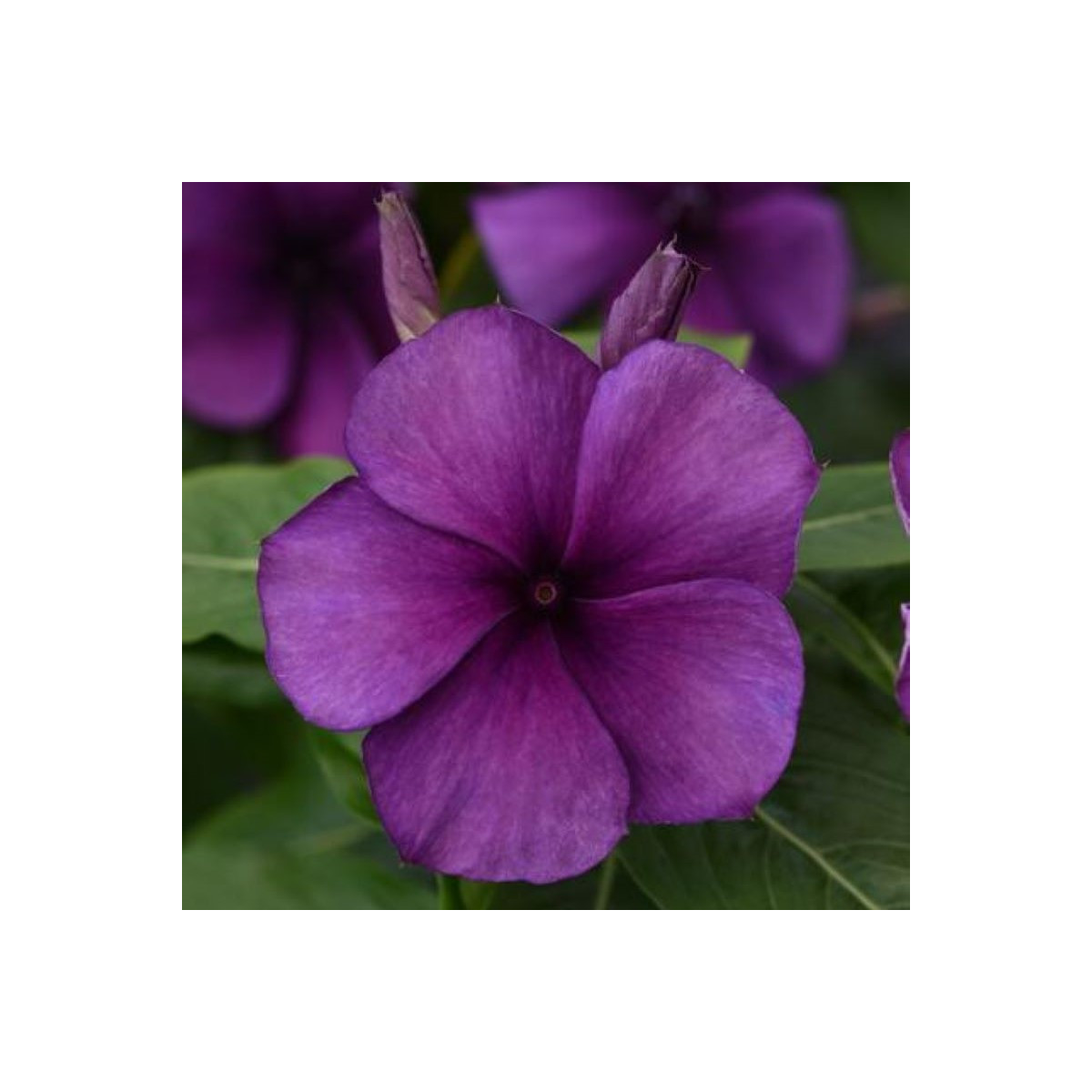 Barvínek Tatoo Blueberry - Catharanthus - semena - 20 ks