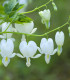Srdcovka nádherná bílá - Dicentra spectabilis - cibuloviny - 1 ks