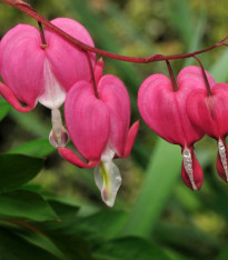 Srdcovka nádherná - Dicentra spectabilis - cibuloviny - 1 ks