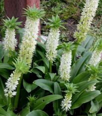 Chocholatice Autumnalis - Eucomis - cibuloviny - 1 ks