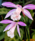 Plejonka - Pleione formosana - cibuloviny - 1 ks