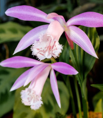 Plejonka - Pleione formosana - cibuloviny - 1 ks