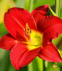 Denivka Longsfield Red Baron - Hemerocallis - cibuloviny - 1 ks