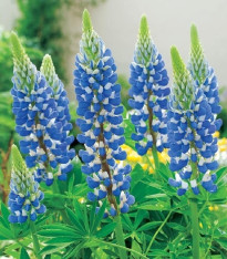Lupina modrá - Lupinus - prostokořenné sazenice - 1 ks