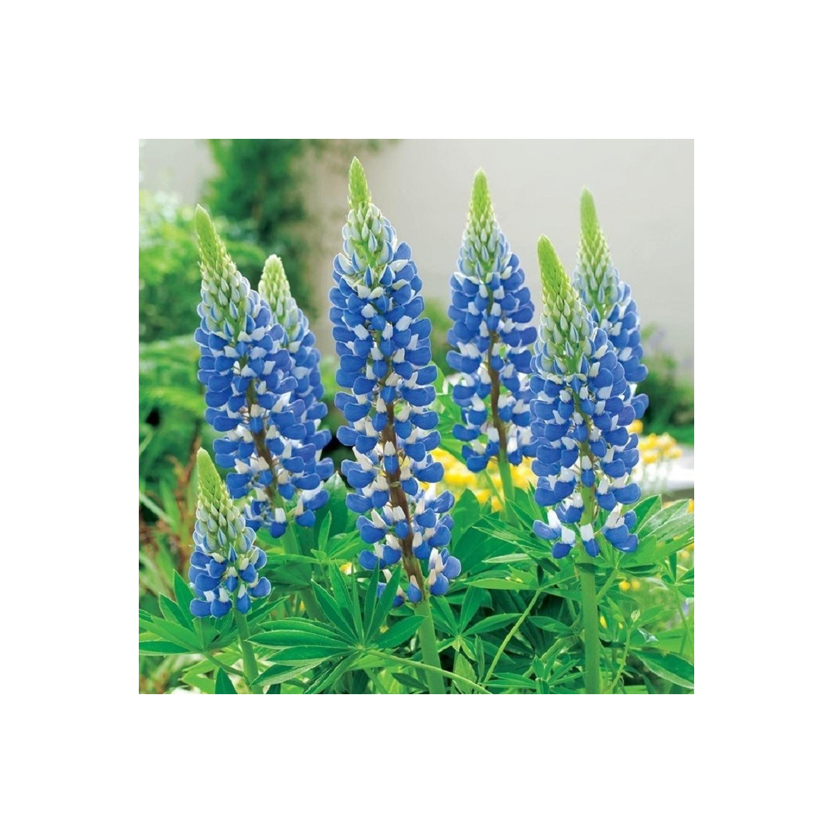 Lupina modrá - Lupinus - prostokořenné sazenice - 1 ks