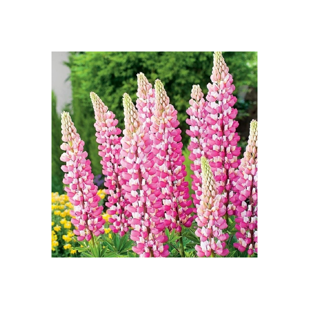 Lupina růžová - Lupinus - prostokořenné sazenice - 1 ks