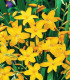Montbrécie Sonate - Crocosmia - cibuloviny - 4 ks